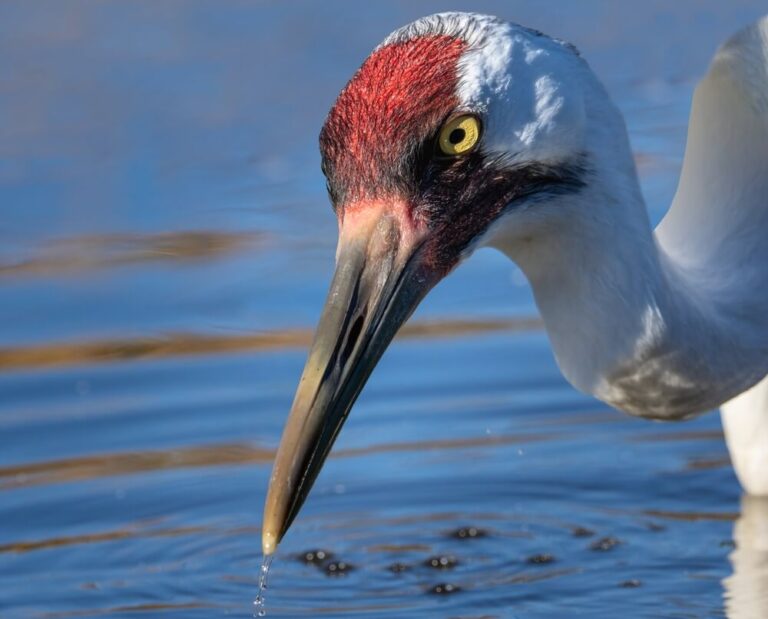Enjoy Birdwatching Trips on the Texas Coast