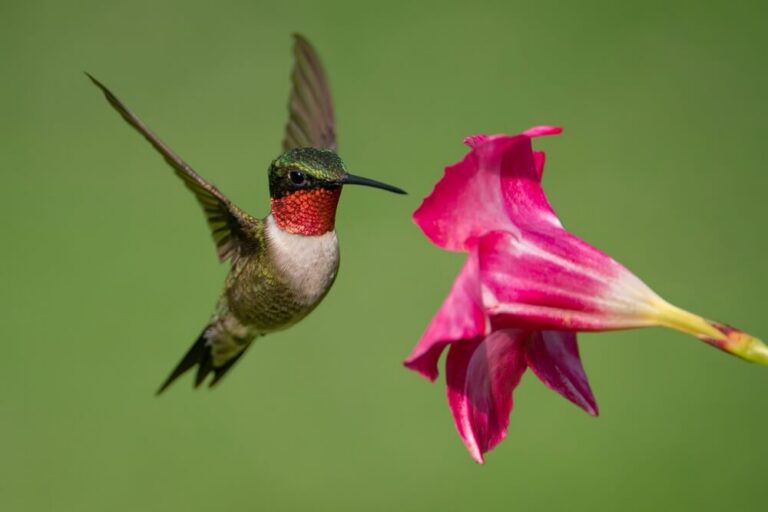 Your Guide to the Hummingbird Festival in Rockport, TX: An up-close photo of a ruby-throated hummingbird